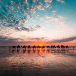Climb aboard your camel for a sunrise amble along Western Australia's Cable Beach
