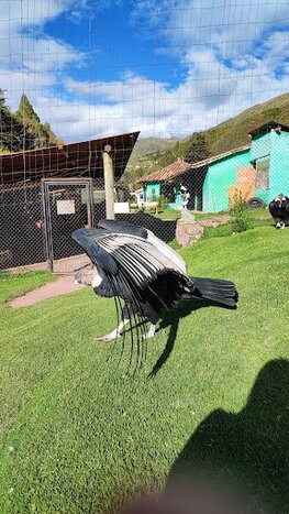 Private tour to Sacsayhuaman & The Sacred Valley: Andean animals