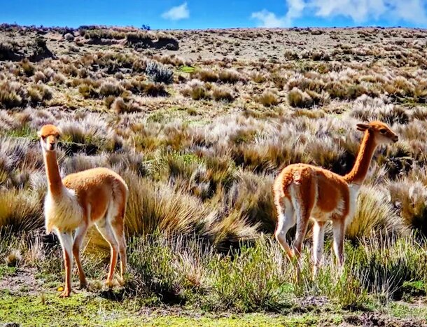 Exploring Chimborazo Wildlife Reserve