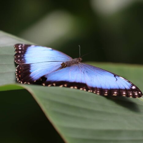 Nature, Coffee, and Highlands in Boquete