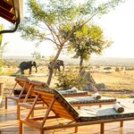 You won't have to go far to spot Big Five animals at your luxury safari lodge (photo courtesy of Walkers Plains)