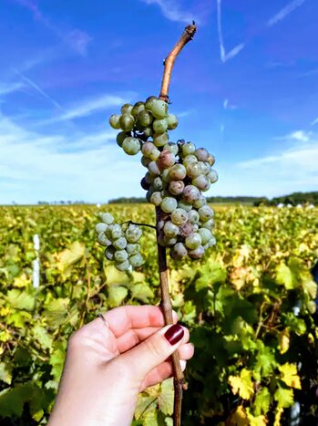 Loire Valley Private Wine Tour including 8 tastings & lunch