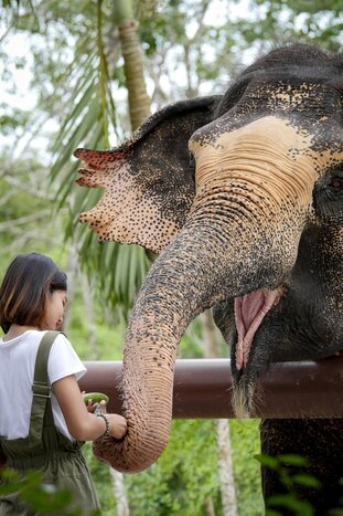 Phuket Elephant  Sanctuary Morning Visit (Joining Activity)