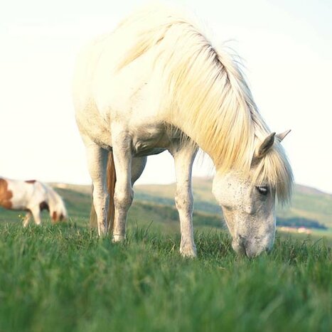 Sturlureykir Horses Stable Visit