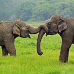 See Asian elephants at Wilpattu Wildlife Safari in Sri Lanka