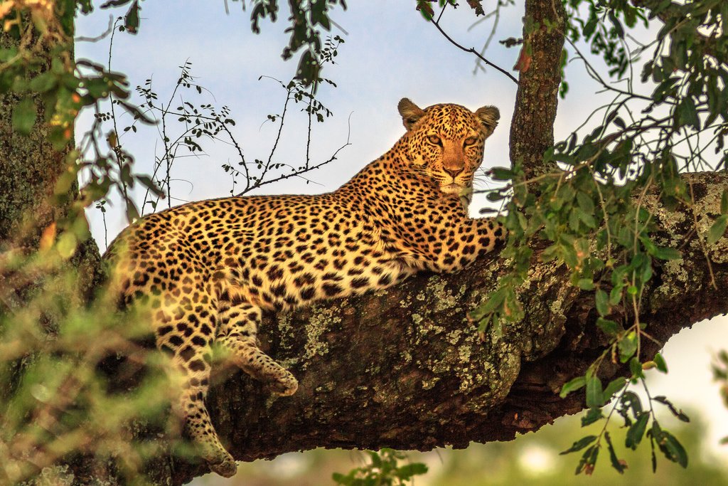 Leopard