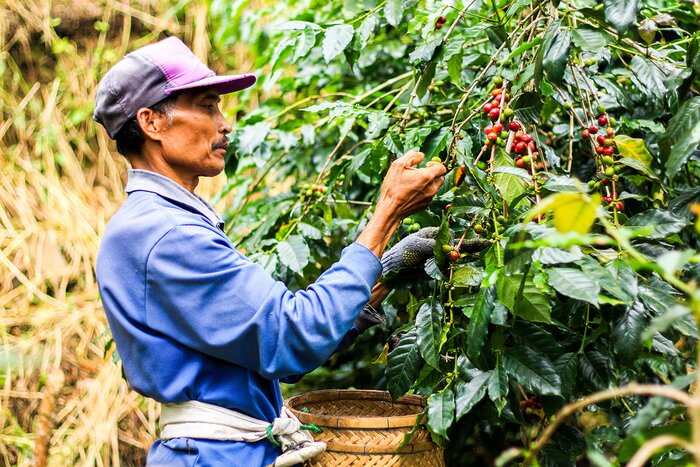Experience Coffee Plantation Tour