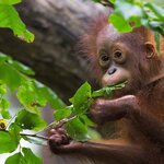 See foraging orangutans in Malaysian Borneo
