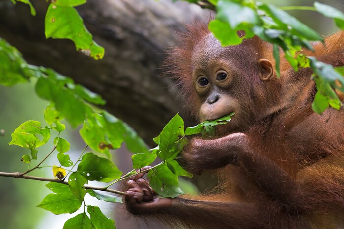 See foraging orangutans in Malaysian Borneo