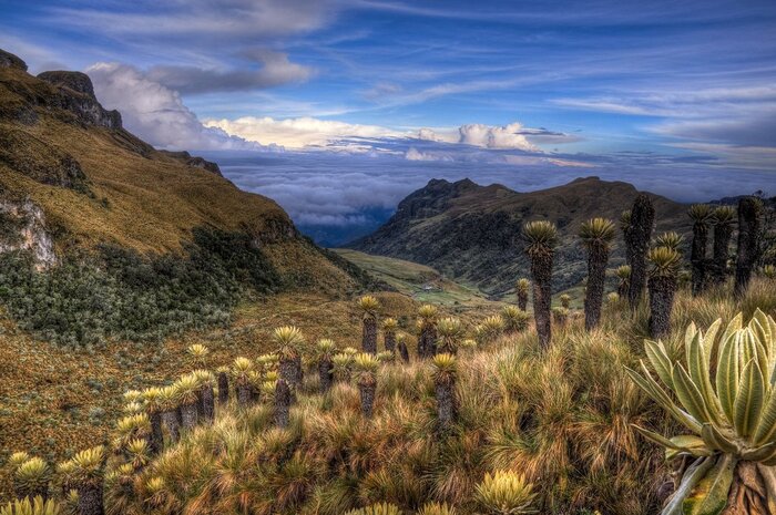 Discover the high-altitude "páramo" landscape dotted with espeletia plants in Los Nevados National Park