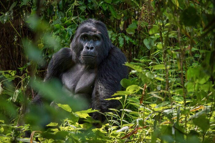 Observe gorillas like this silverback in the dense foliage of Bwindi Impenetrable Forest National Park