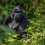 Observe gorillas like this silverback in the dense foliage of Bwindi Impenetrable Forest National Park