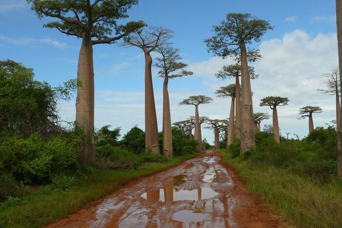 Drive through Baobab Avenue