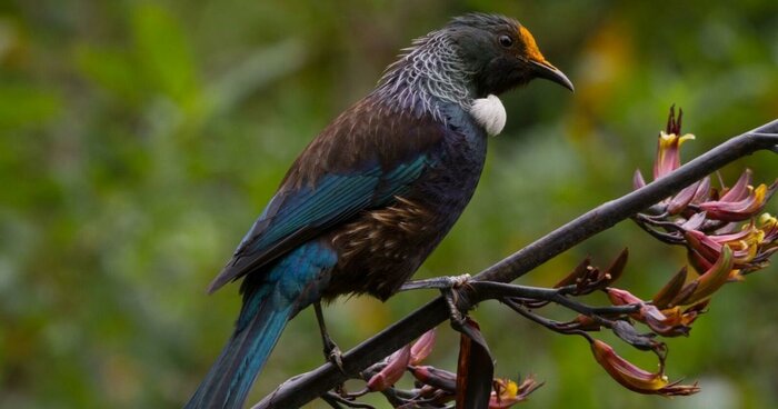 Zealandia by Night Tour