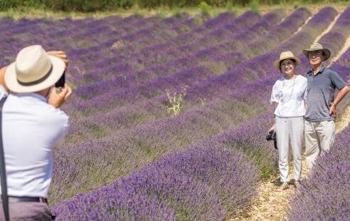 Lavender Luberon Morning Discovery 