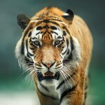 See endangered Bengal tigers in Ranthambore National Park