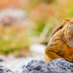 Admire the wildlife characters you happen upon on your island hopping Galápagos adventure