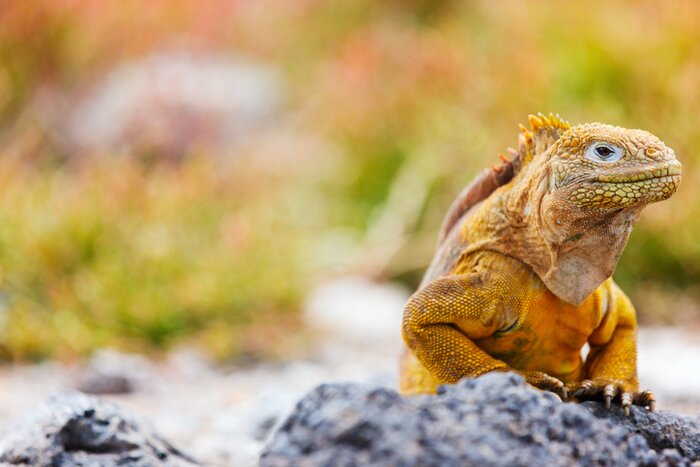 Admire the wildlife characters you happen upon on your island hopping Galápagos adventure