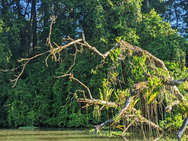 Motor Boat Tour Along the Tortuguero Canals