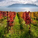 19 miles (30 km) of the Lavaux Vineyard Terraces overlook Lake Geneva