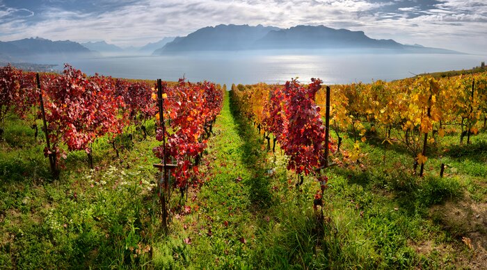 19 miles (30 km) of the Lavaux Vineyard Terraces overlook Lake Geneva