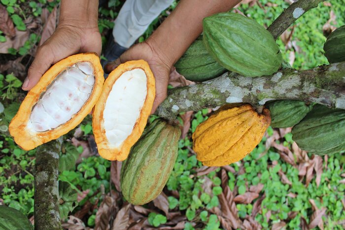 Morning Chocolate Crafting and Tasting Experience 