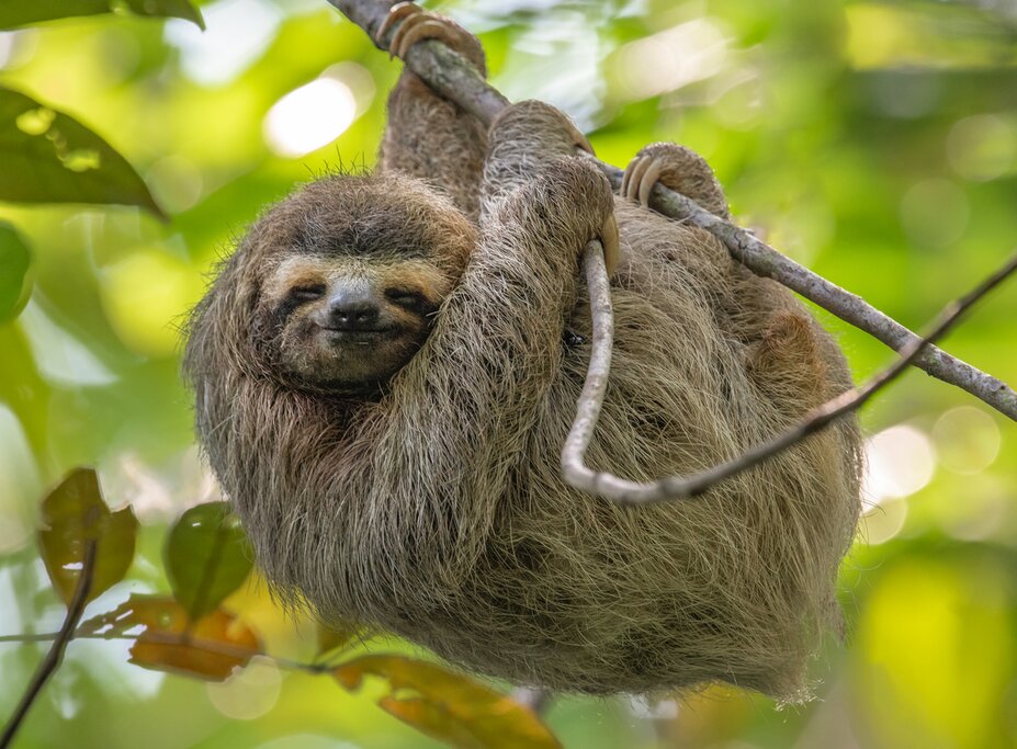 Look up to see wildlife