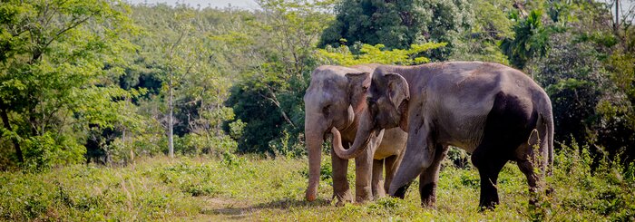 Green Elephant Sanctuary Park - Morning visit