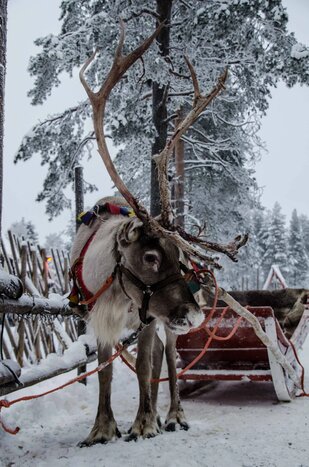 Reindeer Farm Visit (No Safari)