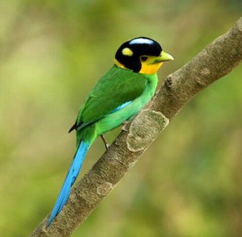 Kaeng Krachan National Park - the summit area of Panoen Thung- Day 2
