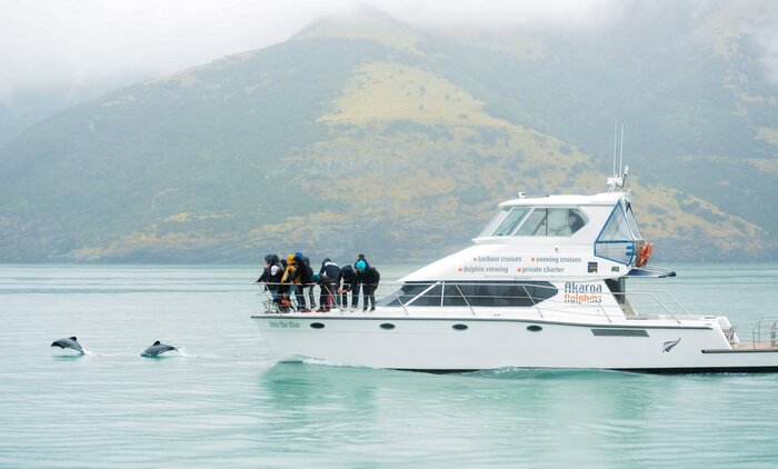 Swimming with Dolphins in Akaroa 