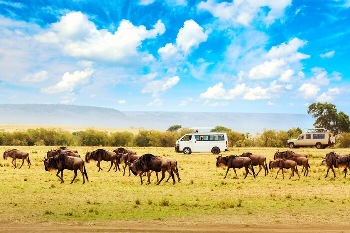 Kenya's Masai Mara National Reserve is one of the prime destinations to witness the Great Migration