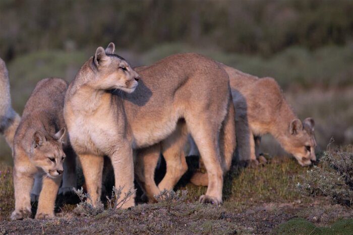 Puma Observation at Reserva Leona Amarga
