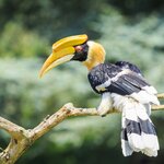 See exotic birds like the great hornbill as you hop between some of Kenya's greatest parks and reserves
