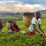 Local men pick tea leaves in Kibale in July