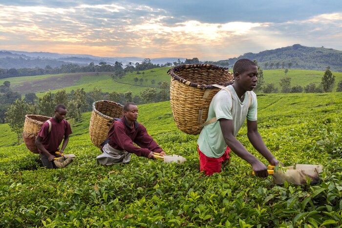 Local men pick tea leaves in Kibale in July