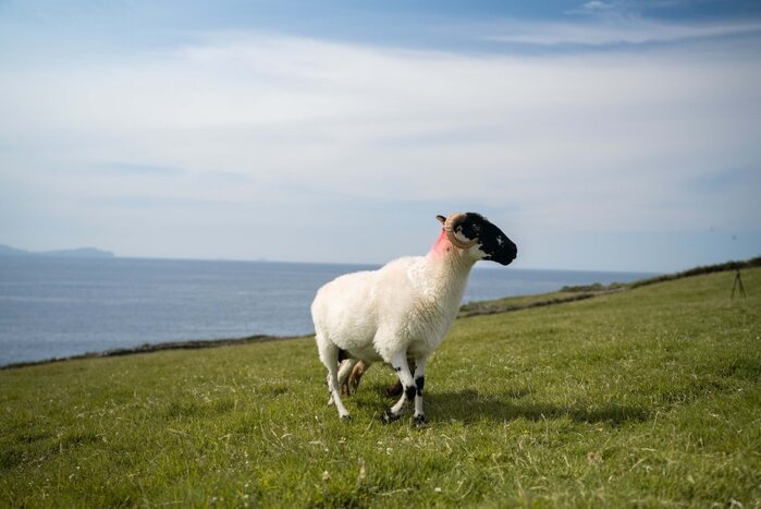 Kells Sheepdog Experience