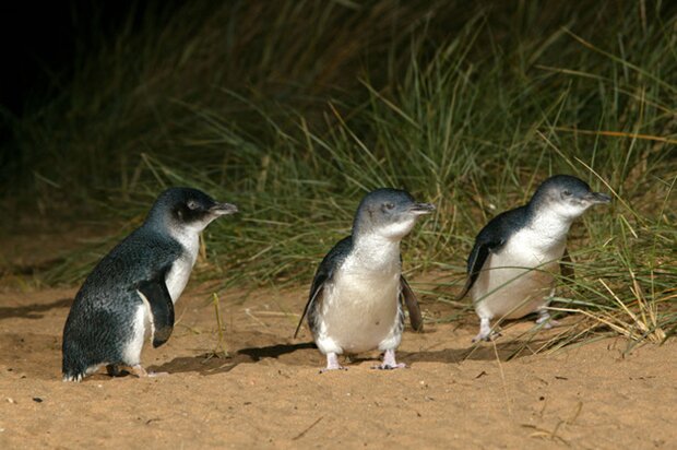 Private Phillip Island Wildlife Day Trip & Penguin Parade