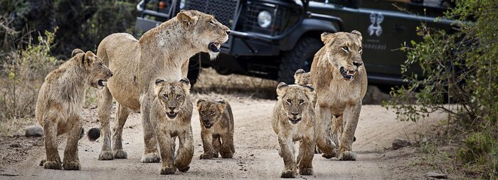 Another day in Sabi Sands with Two Game Drives