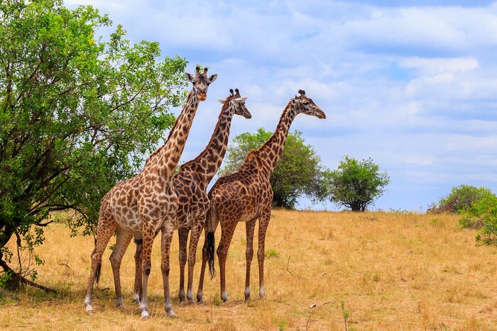 Spot giraffes in a wildlife park in Tanzania