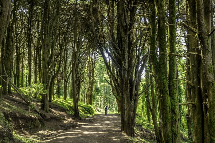 Hike in the mystical forests of Sintra