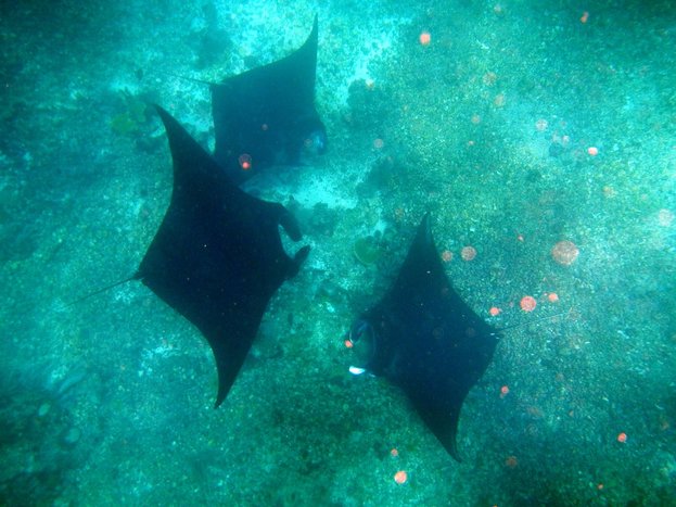 Family Adventure: Spot manta rays on a snorkeling trip in Nusa Penida