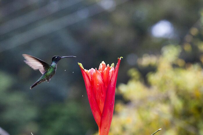Private Birdwatching and Natural History at Hotel Savegre