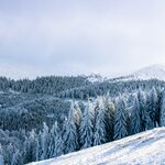 Hillside and forest covered in snow