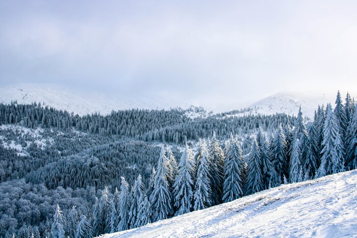 Hillside and forest covered in snow
