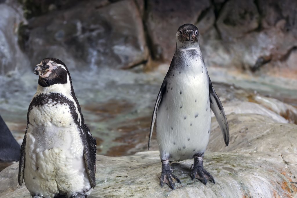 Islas Ballestas