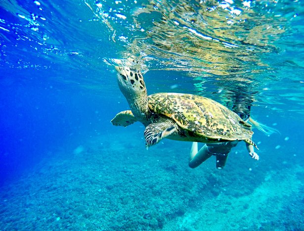 Experience Nusa Penida snorkeling- Manta Point + Mangrove tour