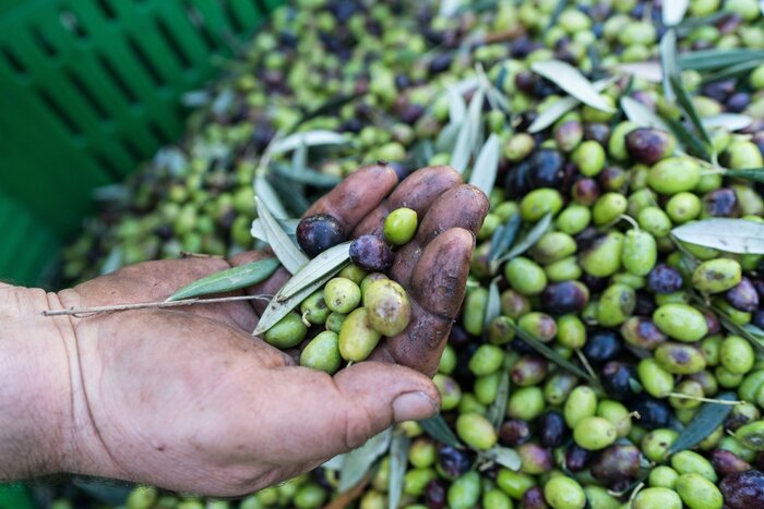 Olive Oil & Wine Tasting: a True Taste of Tuscany