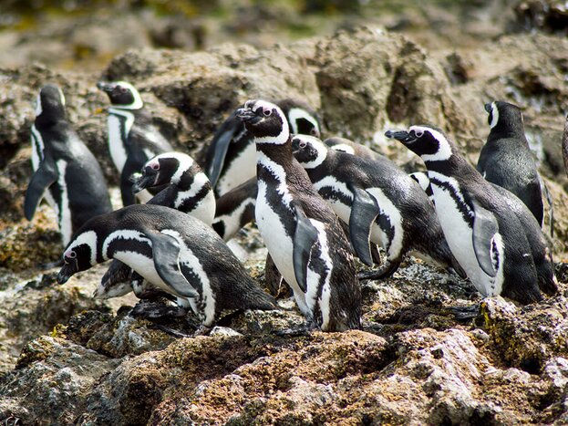 Chiloe Fauna: Ancud, Caulin & Penguins of Puñihuil