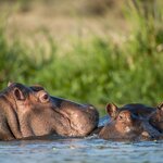 Visit the Kazinga Channel on a game drive in Queen Elizabeth National Park in June to see hippos